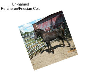 Un-named Percheron/Friesian Colt