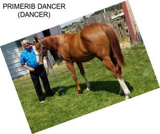 PRIMERIB DANCER (DANCER)