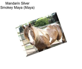 Mandarin Silver Smokey Maya (Maya)