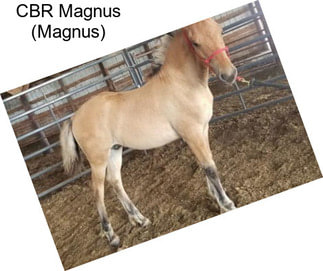 CBR Magnus (Magnus)