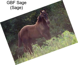 GBF Sage (Sage)
