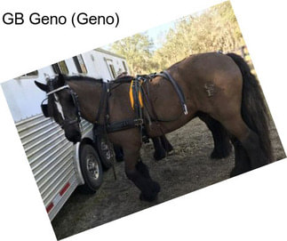 GB Geno (Geno)