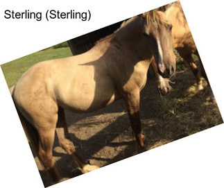 Sterling (Sterling)