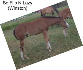 So Flip N Lazy (Winston)