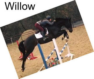 Willow