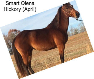 Smart Olena Hickory (April)