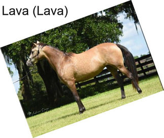 Lava (Lava)