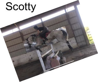 Scotty