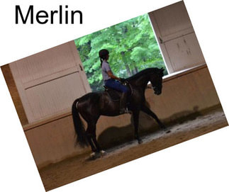 Merlin