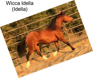 Wicca Idella (Idella)