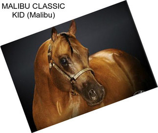 MALIBU CLASSIC KID (Malibu)