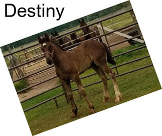 Destiny