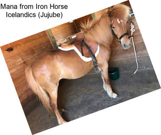 Mana from Iron Horse Icelandics (Jujube)