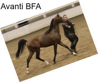 Avanti BFA