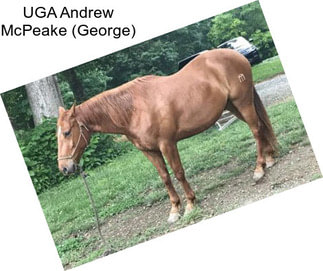 UGA Andrew McPeake (George)