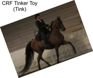 CRF Tinker Toy (Tink)