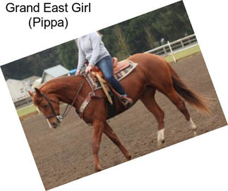 Grand East Girl (Pippa)
