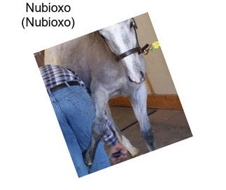 Nubioxo (Nubioxo)