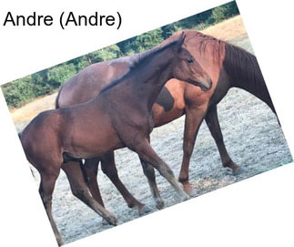 Andre (Andre)