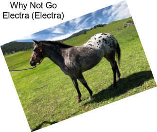 Why Not Go Electra (Electra)