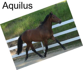 Aquilus