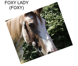 FOXY LADY (FOXY)