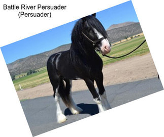 Battle River Persuader (Persuader)