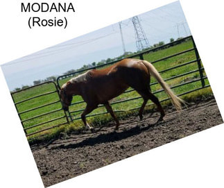 MODANA (Rosie)