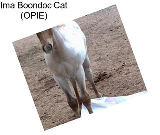 Ima Boondoc Cat (OPIE)