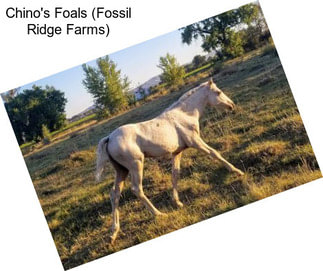 Chino\'s Foals (Fossil Ridge Farms)