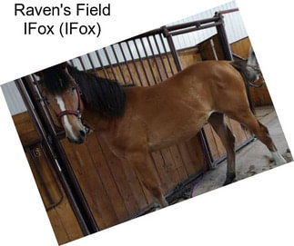 Raven\'s Field IFox (IFox)