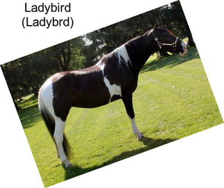 Ladybird (Ladybrd)