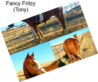 Fancy Fritzy (Tony)