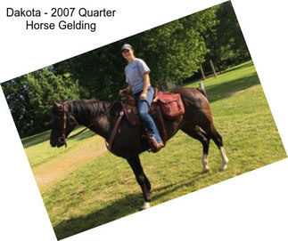 Dakota - 2007 Quarter Horse Gelding