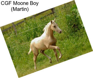 CGF Moone Boy (Martin)