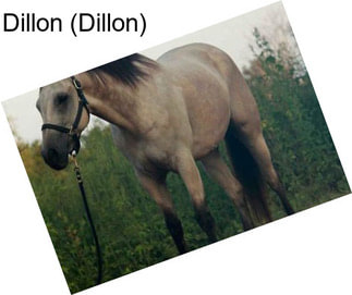 Dillon (Dillon)