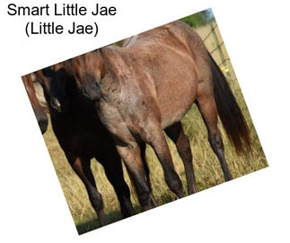 Smart Little Jae (Little Jae)