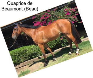 Quaprice de Beaumont (Beau)