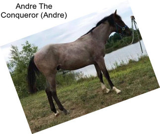 Andre The Conqueror (Andre)