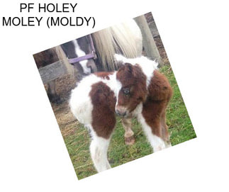 PF HOLEY MOLEY (MOLDY)
