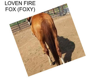 LOVEN FIRE FOX (FOXY)