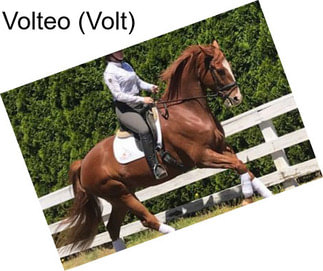 Volteo (Volt)