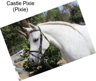 Castle Pixie (Pixie)