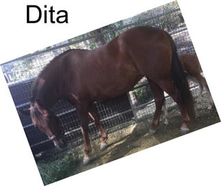 Dita