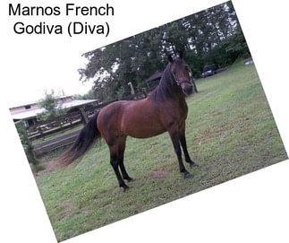 Marnos French Godiva (Diva)