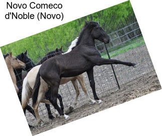 Novo Comeco d\'Noble (Novo)