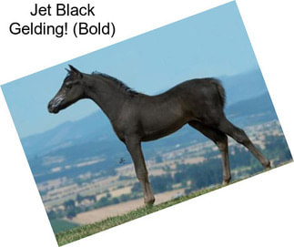 Jet Black Gelding! (Bold)