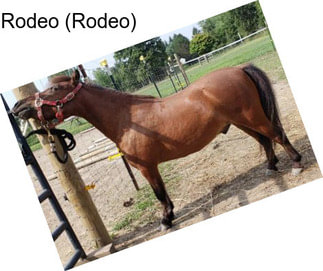 Rodeo (Rodeo)