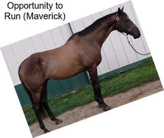 Opportunity to Run (Maverick)