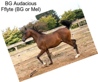 BG Audacious Fflyte (BG or Mel)